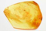 Detailed Fossil Aphid (Aphidoidea) in Baltic Amber #325425-1